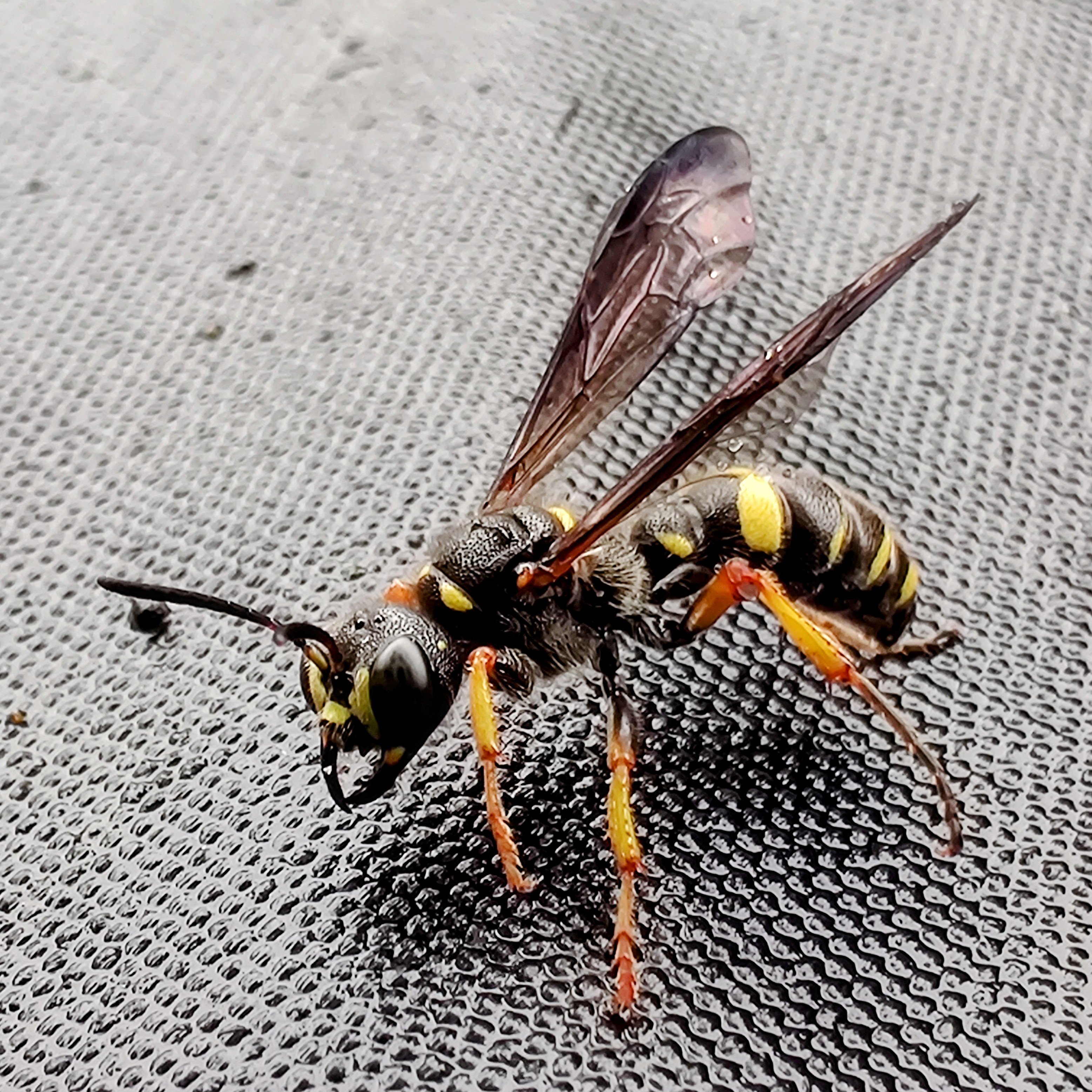 Damp wasp [OC]