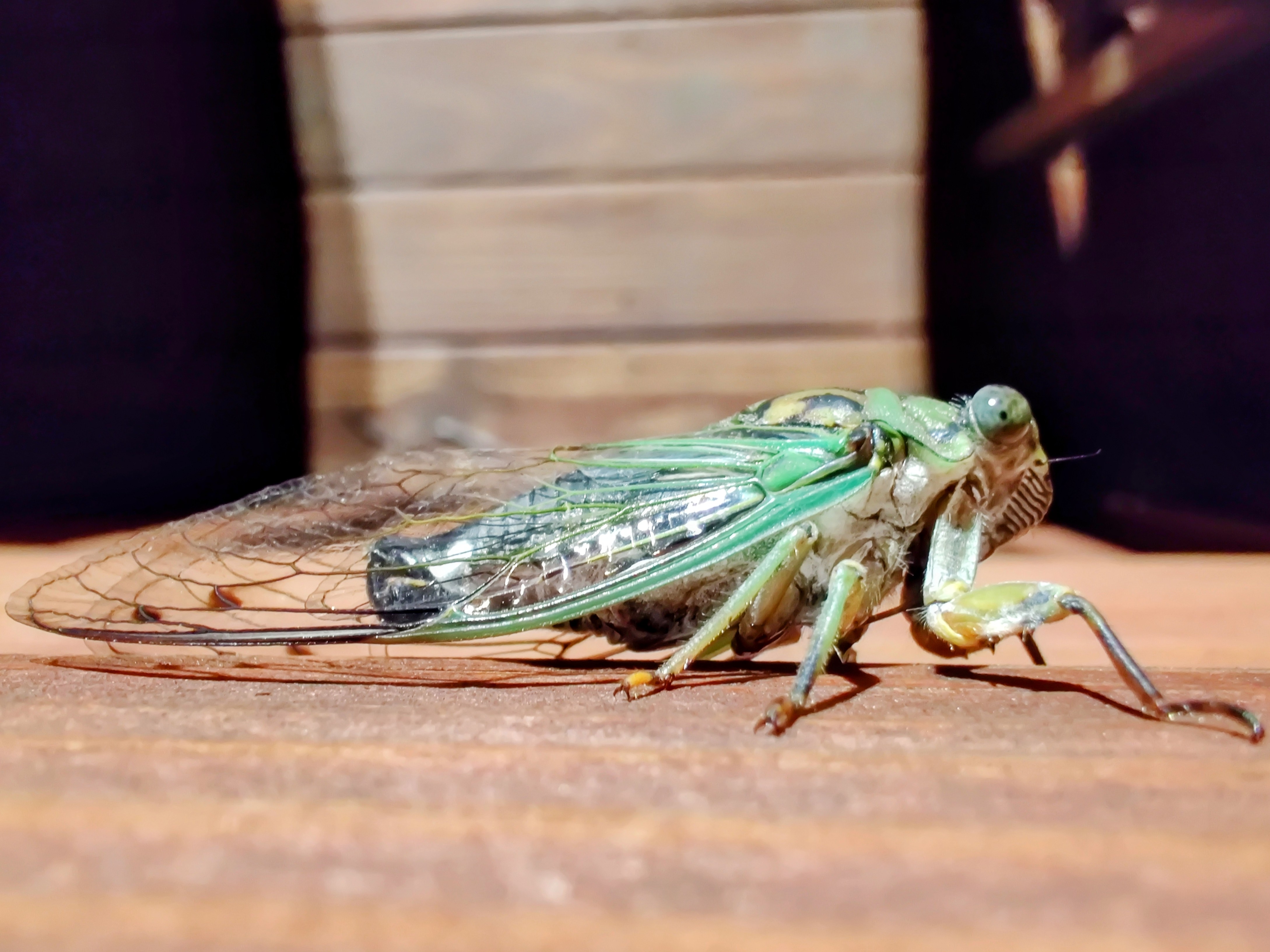 Cicada Friend [OC]