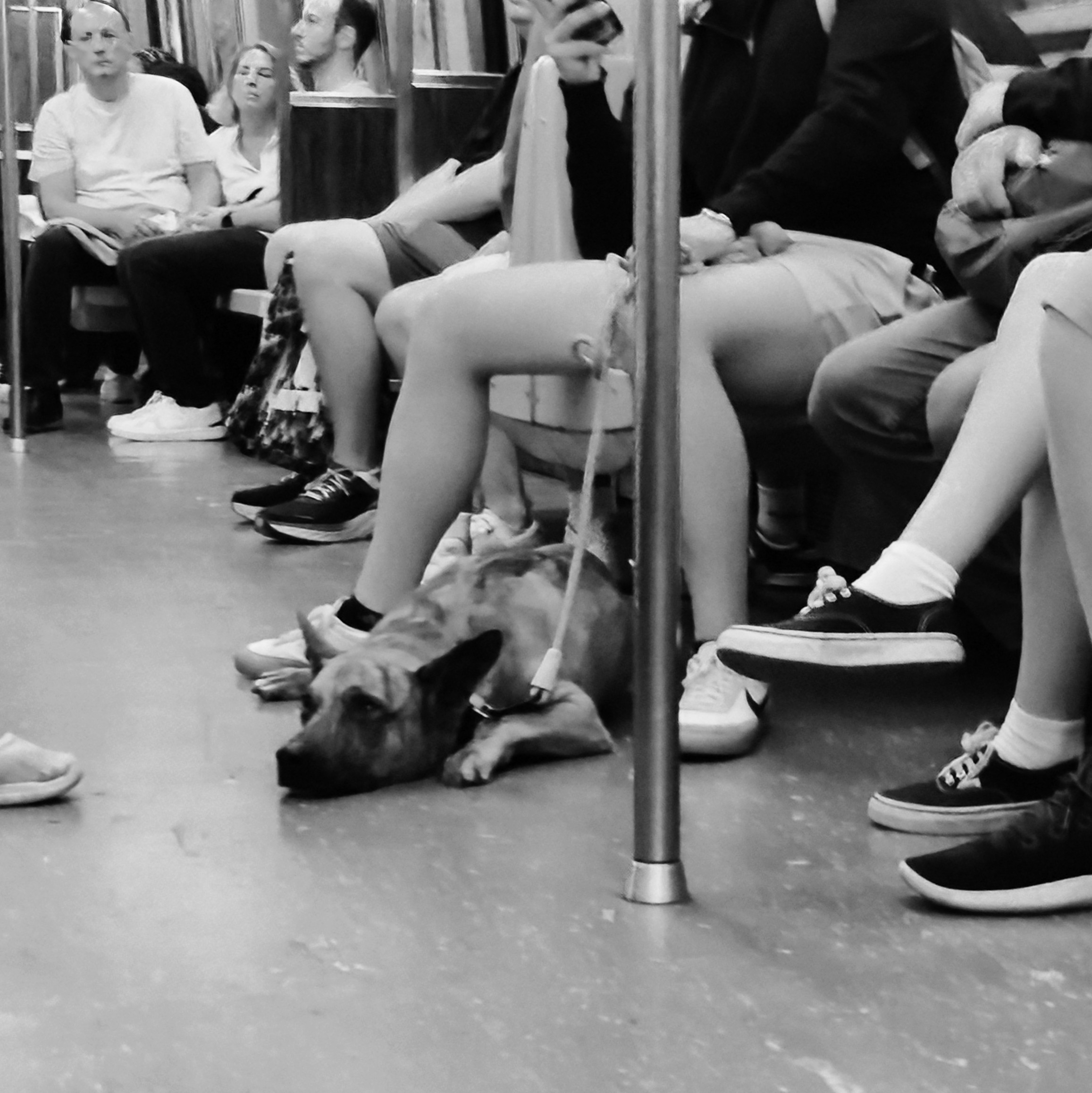 Subway dog. [OC]