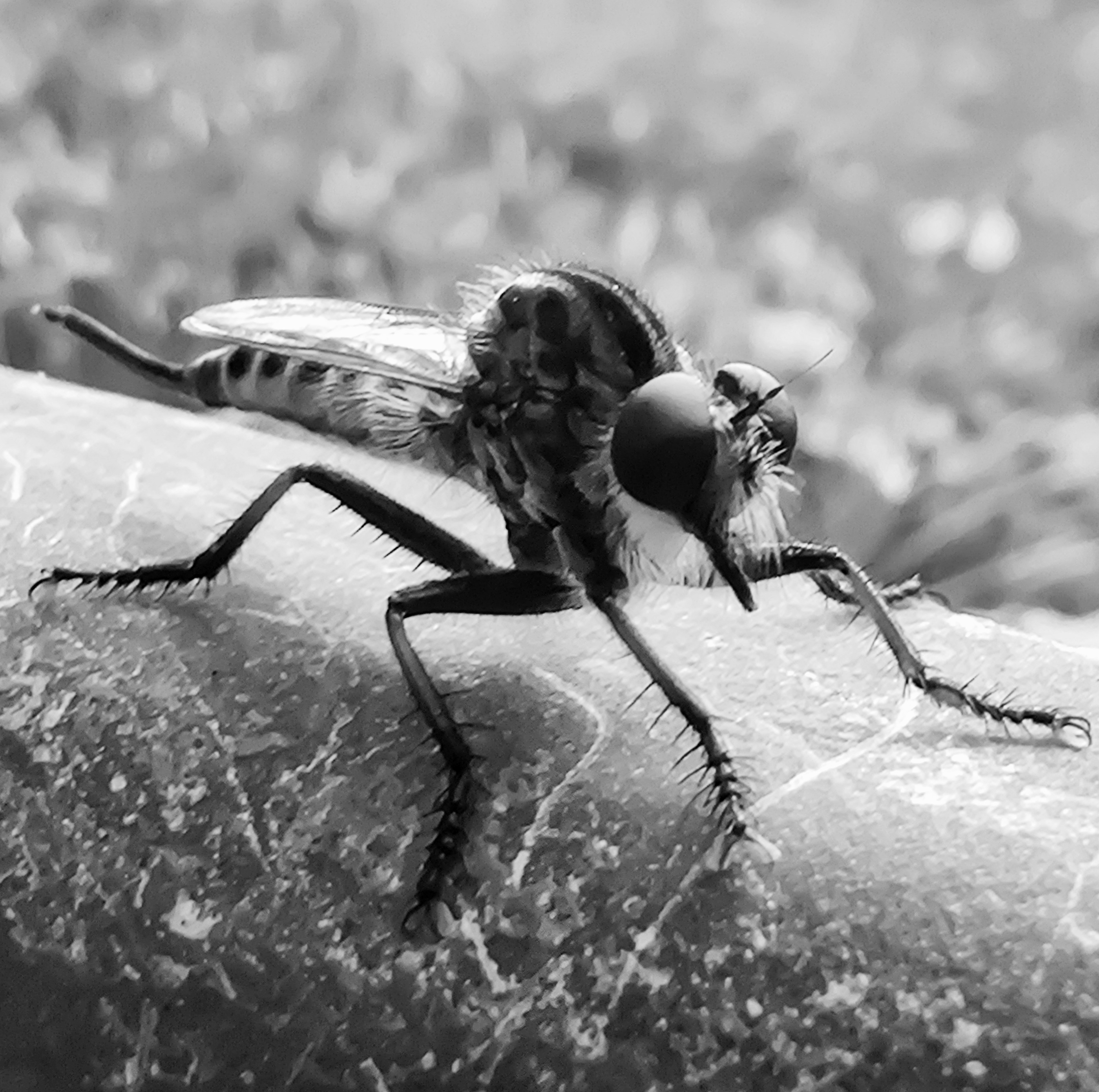 Robber fly! [OC]