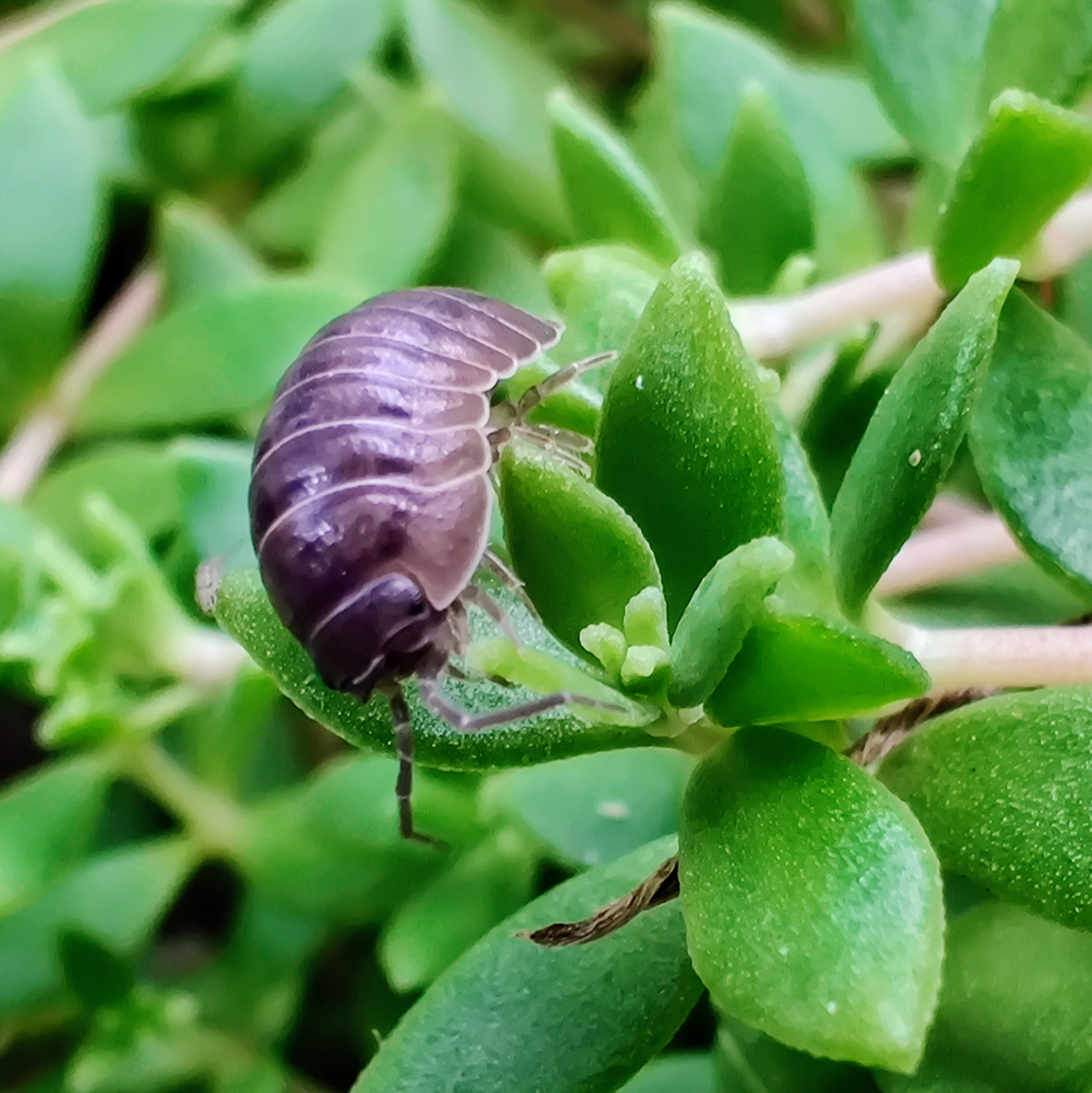 Pill bug on stringy stonecrop. [OC]