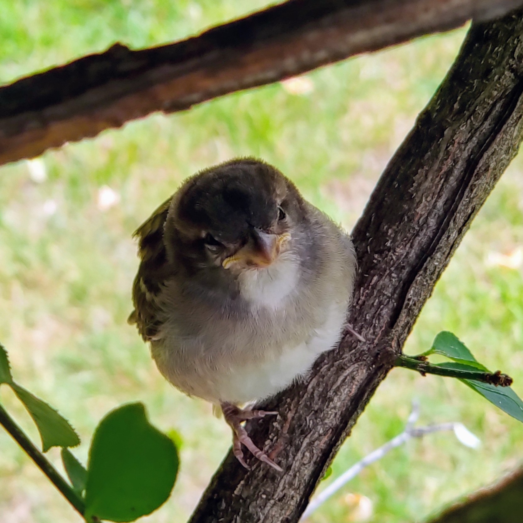 Hey, little buddy! [OC]