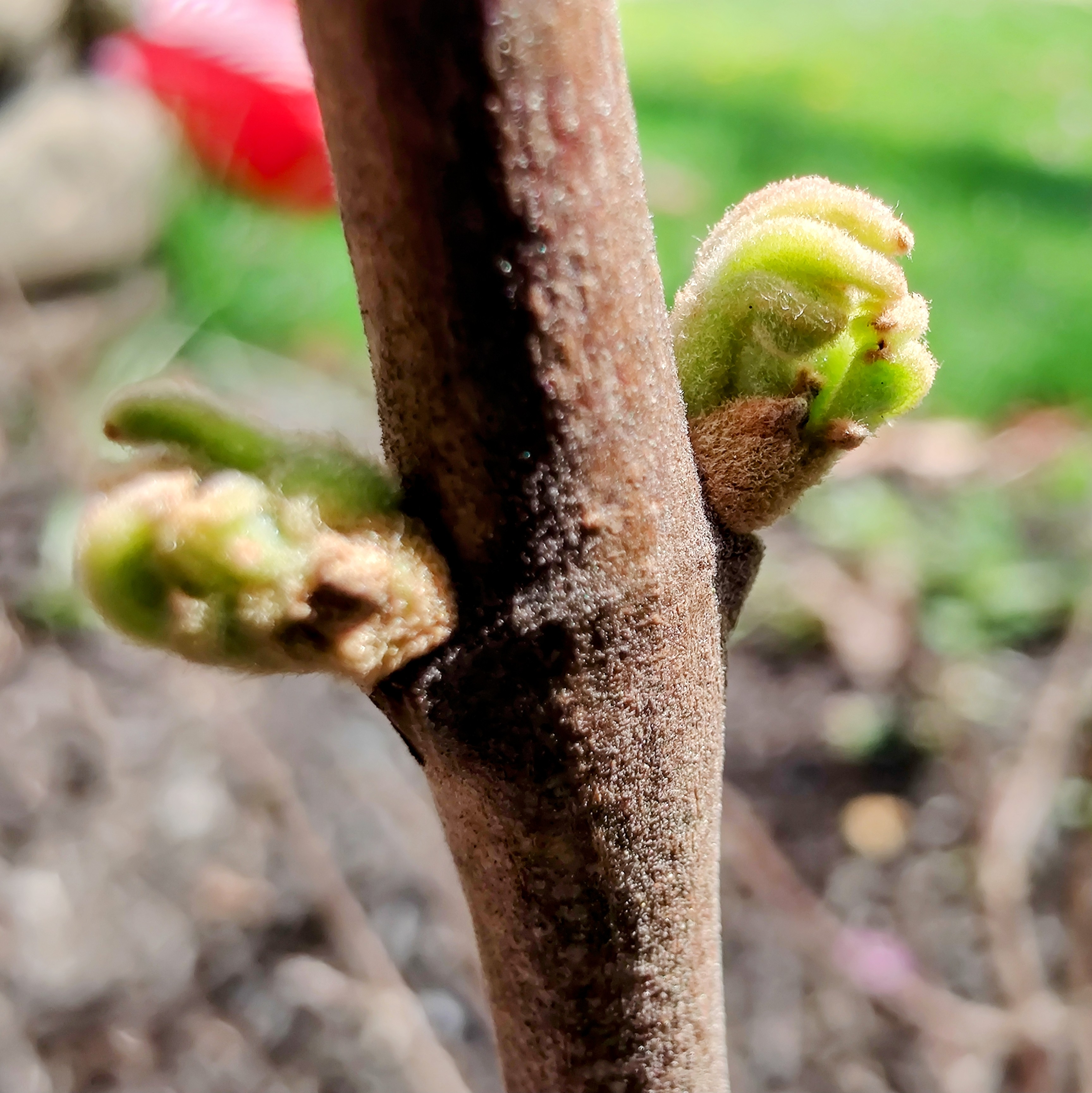 Macro shot of two green buds growing off of a branch.