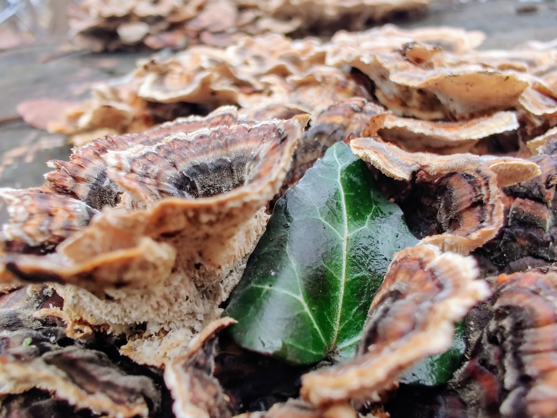 An ivy leaf peeking up through some mushrooms on a tree stump. [OC]