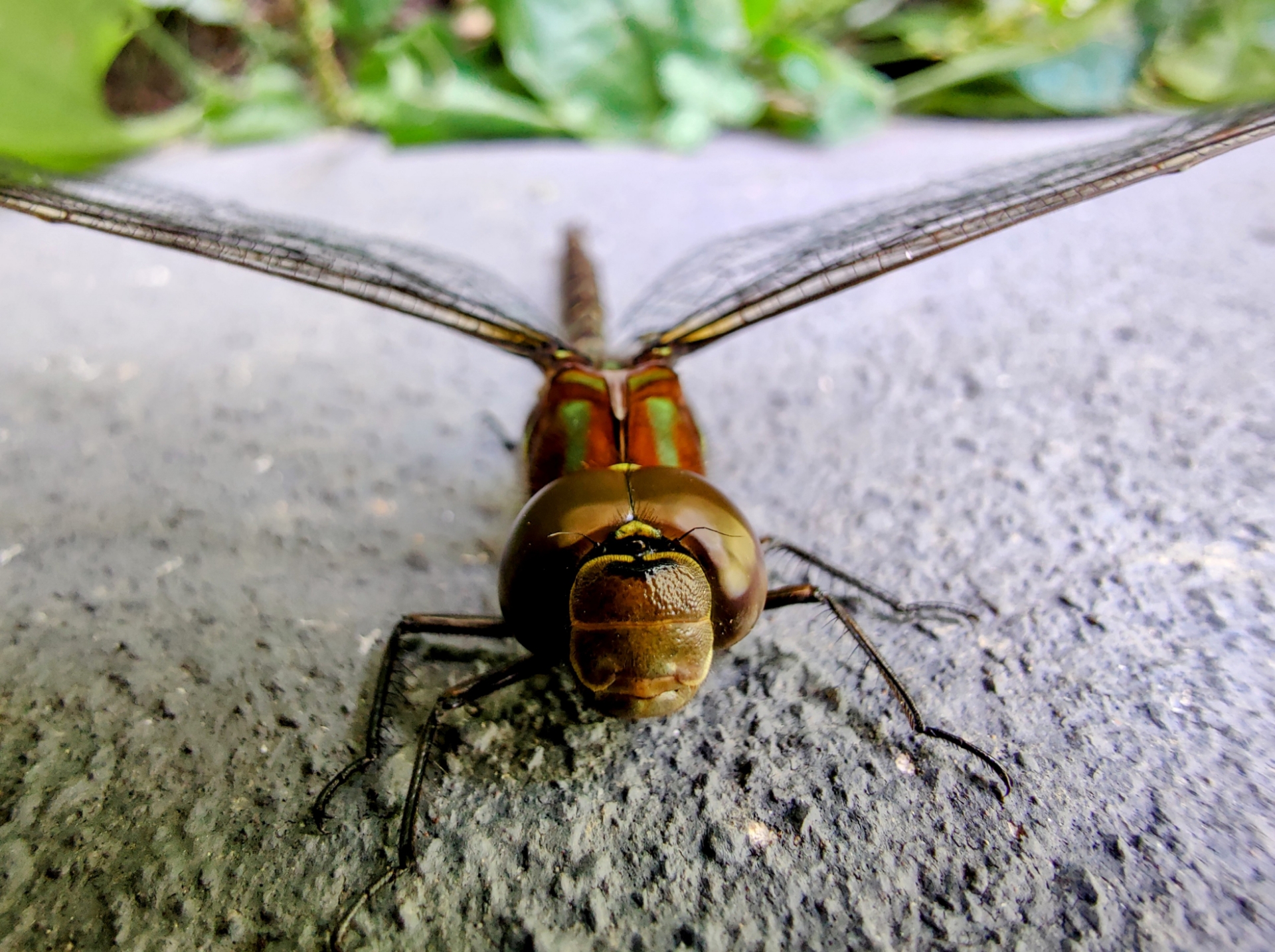 A dragonfly I met last year [OC]